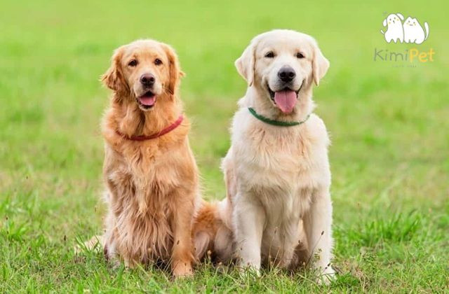 Cận cảnh bộ lông vàng dài, óng mượt của một chú chó Golden Retriever, minh họa đặc điểm nhận biết chó golden thuần chủng qua bộ lông.