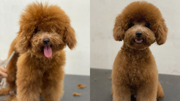 Cận cảnh bộ lông xoăn dày của chó Poodle màu kem Cận cảnh bộ lông xoăn dày của chó Poodle màu kem