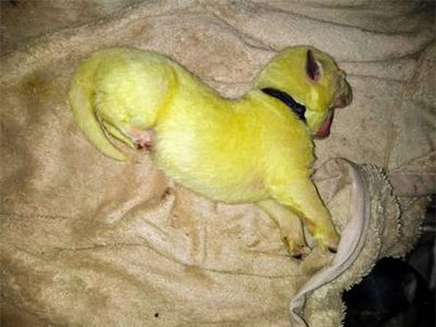Cận cảnh con chó con màu vàng chanh độc đáo, một hiện tượng hiếm gặp về sắc tố lông.