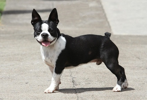Giá Chó Bulldog ở Hà Nội: Cập Nhật Chi Tiết Nhất