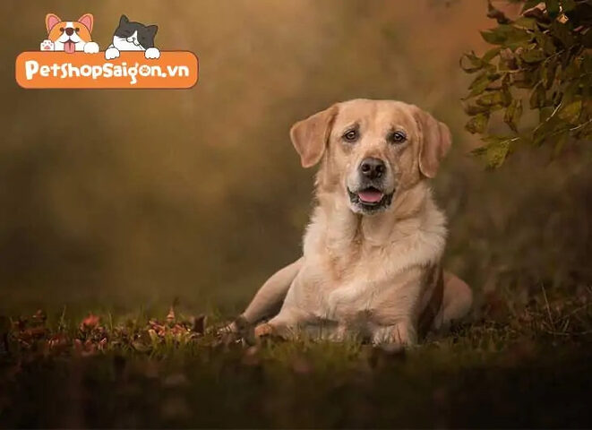 Cân chó Labrador tại nhà để theo dõi sự thay đổi trọng lượng của chúng.