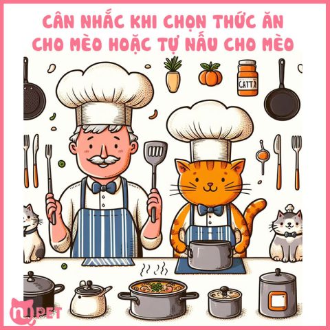 Cân nhắc khi chọn thức ăn hoặc tự nấu cho mèo