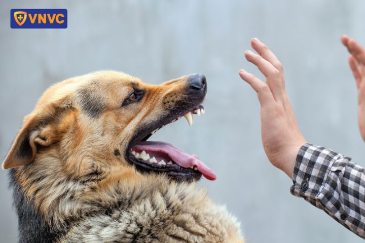 Bị chó cắn ăn đậu xanh được không: Chuyên gia giải đáp chi tiết