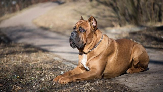 Cane Corso oai vệ, mạnh mẽ, giống chó bảo vệ chủ lý tưởng cho mọi gia đình