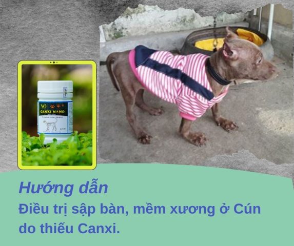 Cách Chữa Chó Bị Thiếu Canxi Hiệu Quả và Ngăn Ngừa Tái Phát
