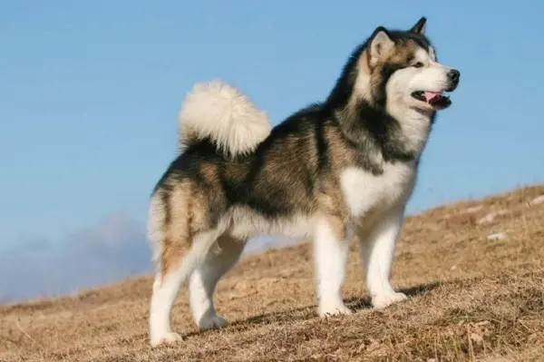 Có Nên Cạo Lông Chó Alaska: Giải Pháp Chăm Sóc Toàn Diện