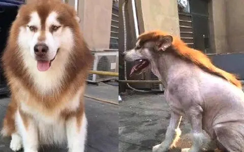 Có Nên Cạo Lông Chó Alaska: Giải Pháp Chăm Sóc Toàn Diện