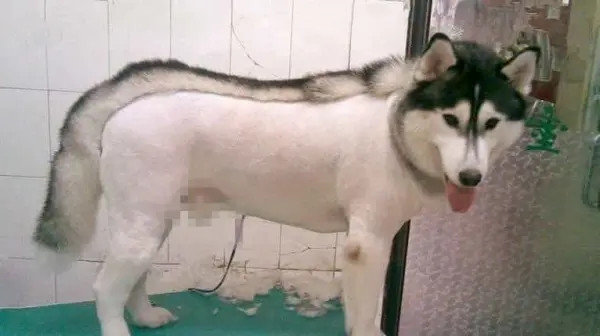 Có Nên Cạo Lông Chó Alaska: Giải Pháp Chăm Sóc Toàn Diện