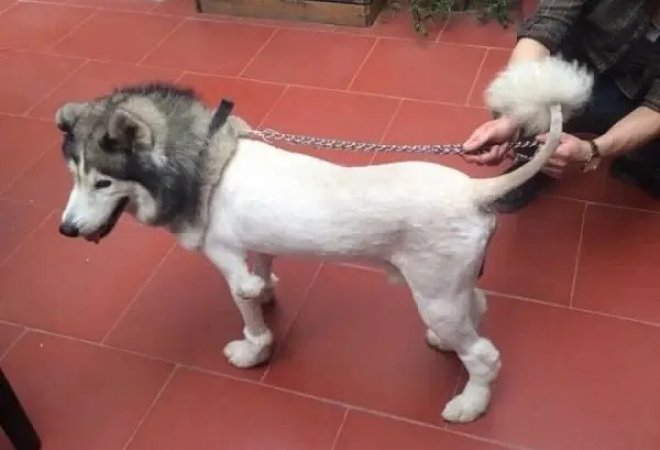 Có Nên Cạo Lông Chó Alaska: Giải Pháp Chăm Sóc Toàn Diện