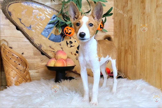 Cặp chó Basenji bố mẹ thuần chủng nhập khẩu, đại diện cho chất lượng và nguồn gốc rõ ràng của giống chó.