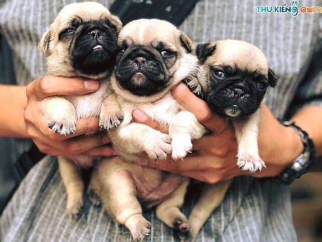 Cặp chó Pug mặt xệ thuần chủng với màu lông khác nhau, biểu cảm đáng yêu, thường được tìm mua ở đâu bán chó mặt xệ chất lượng