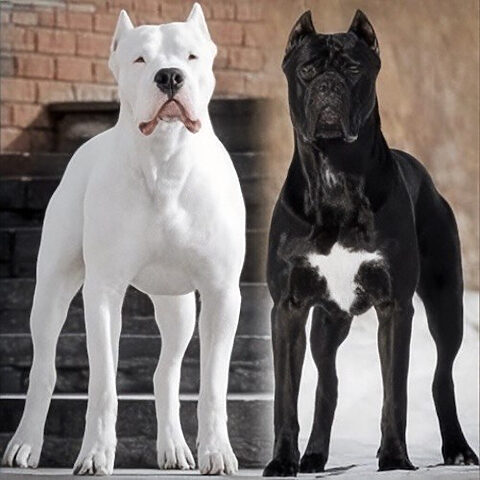 Cặp đôi Dogo Argentino, một trắng và một đen, đứng cạnh nhau, thể hiện sự đa dạng về sắc tố dù lông trắng là đặc trưng.