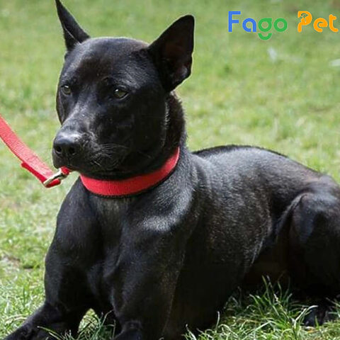 Cập nhật bảng giá bán chó Phú Quốc đen trên thị trường.