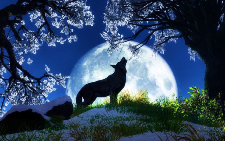 Đặc Điểm Của Chó Sói: Giải Mã Loài Động Vật Hoang Dã