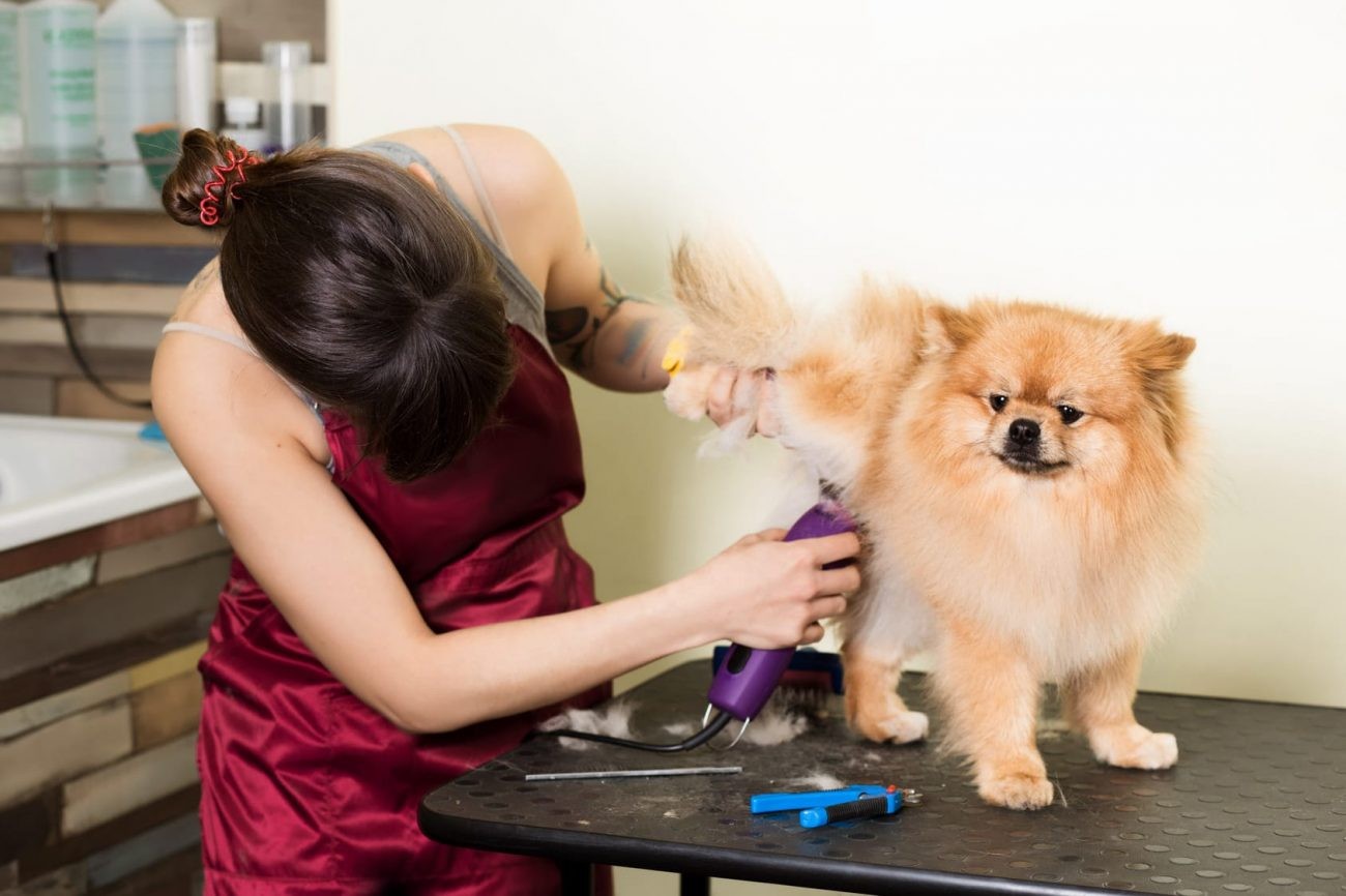 Cắt tỉa cho chó Phốc Sóc