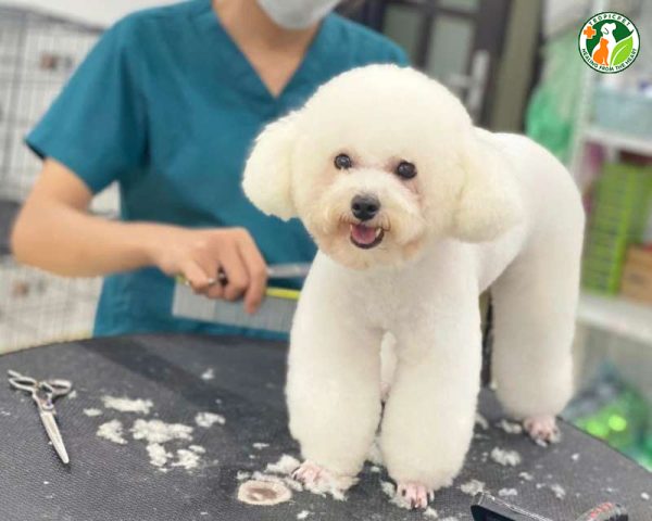 Nghề Cắt Tỉa Lông Chó: Khám Phá Từ A Đến Z