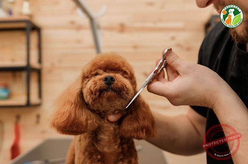 Thợ cắt tỉa đang chải lông cho chó Poodle, minh họa quy trình loại bỏ lông rối và giúp bộ lông khỏe đẹp, góp phần vào việc tạo nên mẫu cắt tỉa lông chó Poodle hoàn hảo.