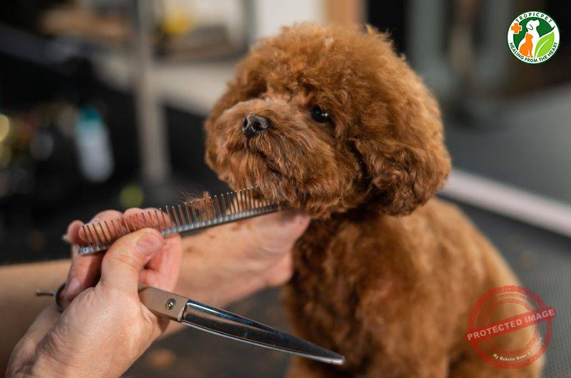 Chó Poodle với kiểu Puppy Cut, một trong những mẫu cắt tỉa lông chó Poodle phổ biến, mang lại vẻ ngoài trẻ trung và dễ thương.