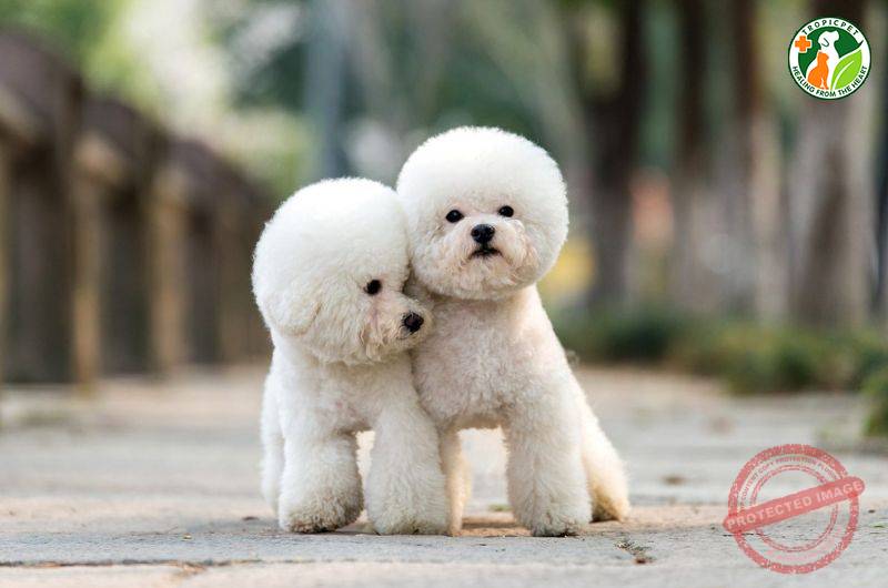 Poodle với kiểu Teddy Bear Cut, bộ lông được cắt tỉa tròn trịa như gấu bông, là một mẫu cắt tỉa lông chó Poodle được yêu thích.