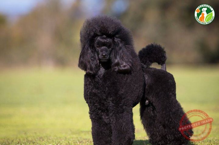 Poodle biểu diễn với kiểu Continental Cut, một mẫu cắt tỉa lông chó Poodle truyền thống và sang trọng thường thấy trong các cuộc thi.
