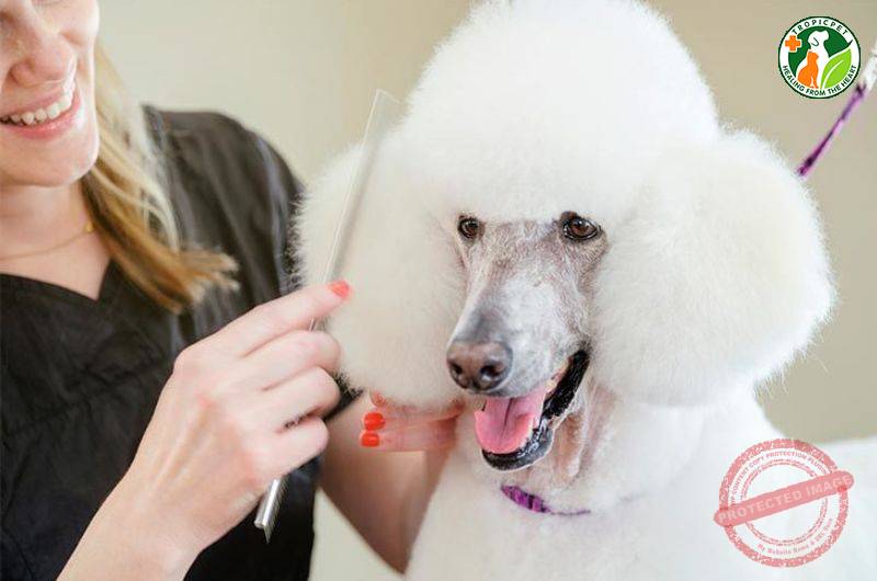 Chó Poodle đang được cắt tỉa lông chuyên nghiệp tại spa, đảm bảo an toàn và đạt được những mẫu cắt tỉa lông chó Poodle đẹp nhất.