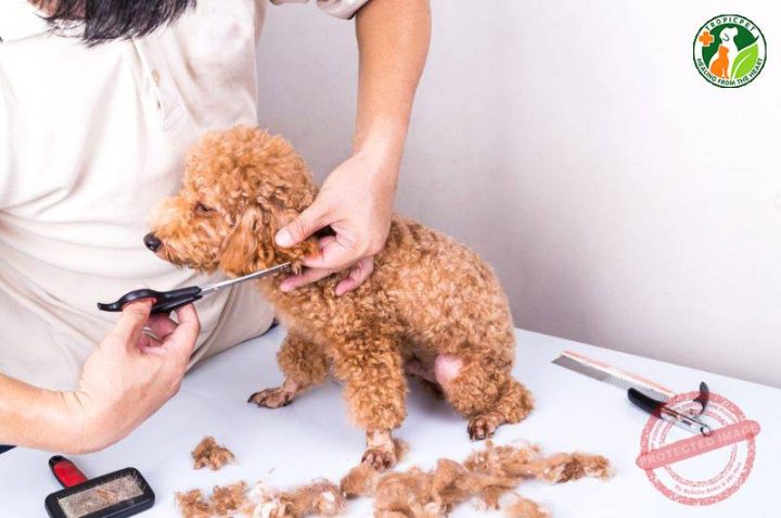 Chó Poodle với bộ lông được cắt tỉa gọn gàng, sạch sẽ, thể hiện vẻ đẹp của mẫu cắt tỉa lông chó Poodle.