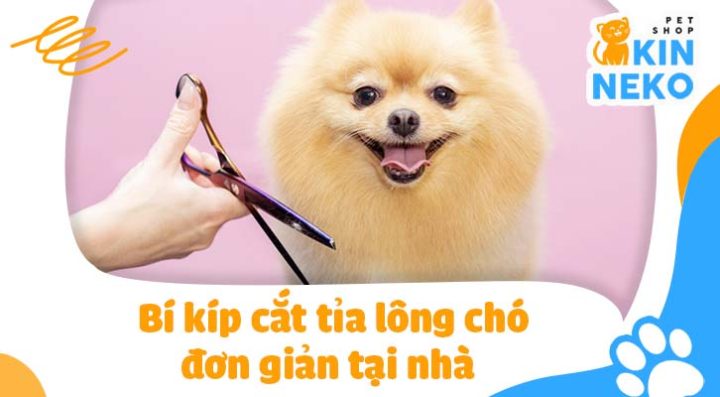Cách Cắt Lông Cho Chó Tại Nhà: Hướng Dẫn Từ A Đến Z