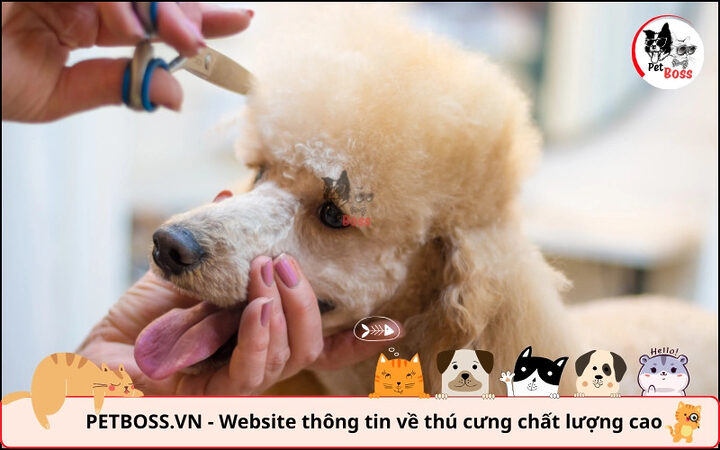 Cắt tỉa lông định kỳ giúp Poodle thoải mái hơn và duy trì nhiệt độ thích hợp cho chó