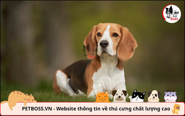 Cấu trúc tai cụp và nhiều lông của chó Poodle dễ bị viêm tai
