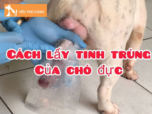 Cấu trúc và đặc điểm của tinh dịch chó khỏe mạnh