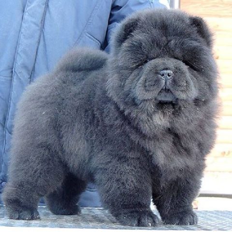 Bán Chó Chow Chow TPHCM: Giá Cả Cập Nhật & Địa Chỉ Uy Tín