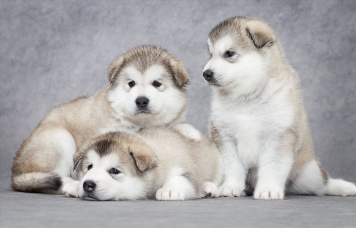 Chăm sóc chó Husky 3 tháng tuổi toàn diện để phát triển khỏe mạnh