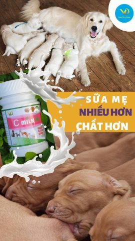 Chai sữa bổ sung cho chó mẹ C Milk Plus