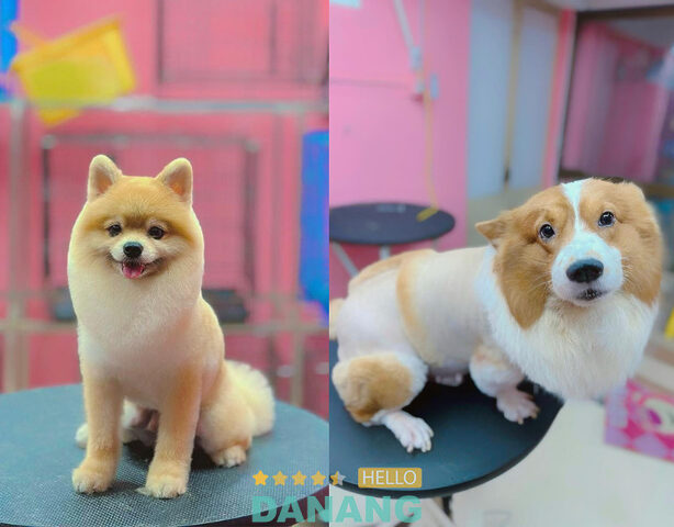 Chaien Pet Shop là shop bán chó Đà Nẵng nhận được nhiều đánh giá tích cực