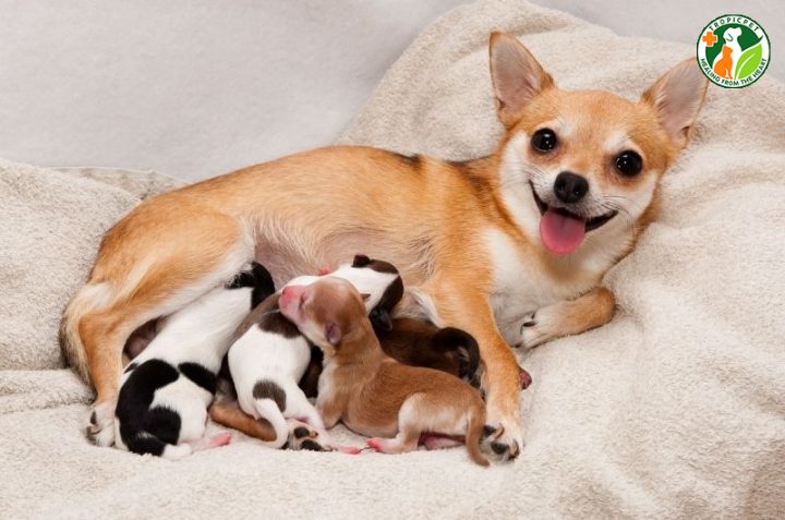 Chó Con Mới Sinh Không Bú Mẹ: Hướng Dẫn Chăm Sóc Toàn Diện