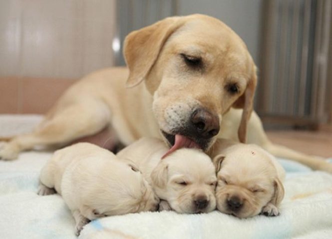 Bản Năng Chó Mẹ Bảo Vệ Con: Cuộc Chiến Sinh Tồn Trên Thảo Nguyên