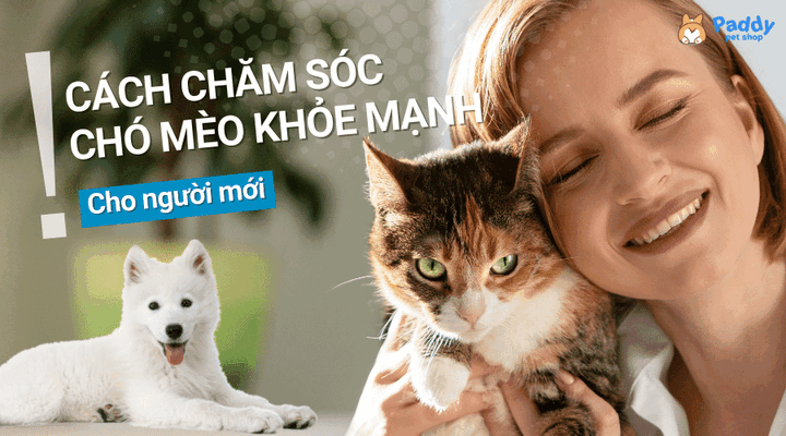 Khám phá Những Con Chó Đáng Yêu Nhất và Cách Chăm Sóc Chúng