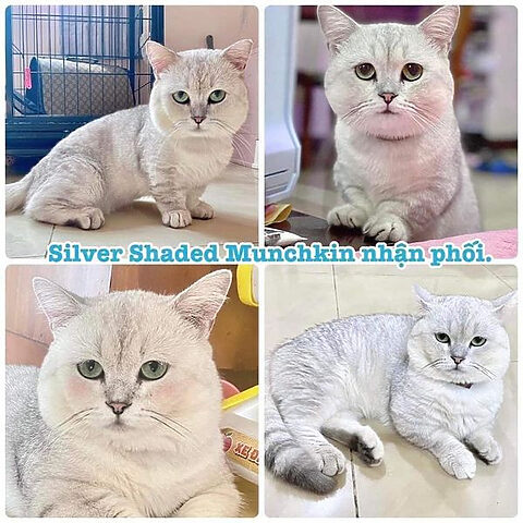 Chăm sóc chó sau khi phối giống để đảm bảo sức khỏe sinh sản