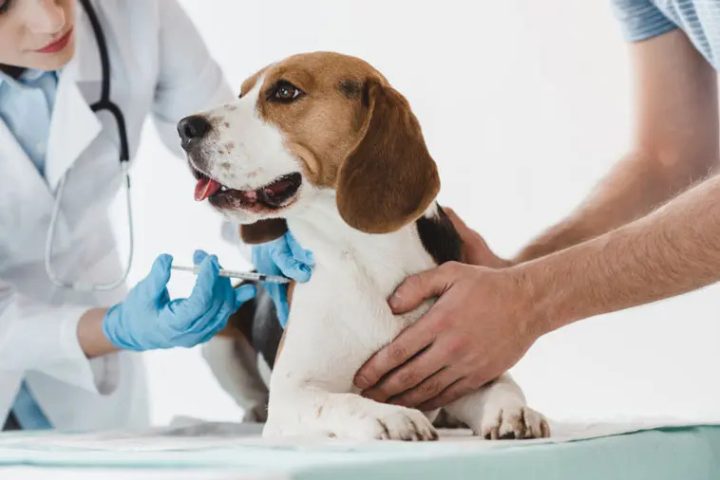 Chăm sóc chó sau tiêm phòng để cún cưng hồi phục nhanh