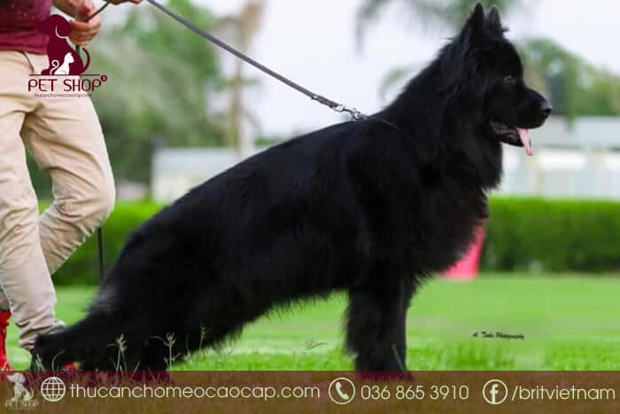 Chăm sóc lông chó Becgie Đức màu đen cần sự tỉ mỉ để giữ bộ lông sạch và khỏe.
