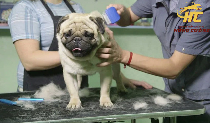 Chăm sóc lông và móng cho Pug con đúng cách