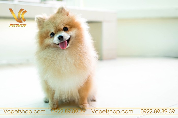 Chăm sóc lông và vệ sinh cho chó Phốc Sóc