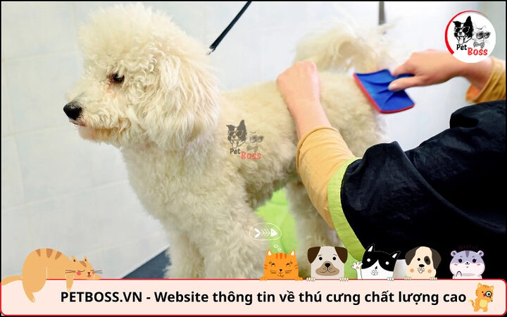 Chăm sóc Poodle không quá phức tạp, phù hợp cho người mới, cân nhắc có nên nuôi chó Poodle không