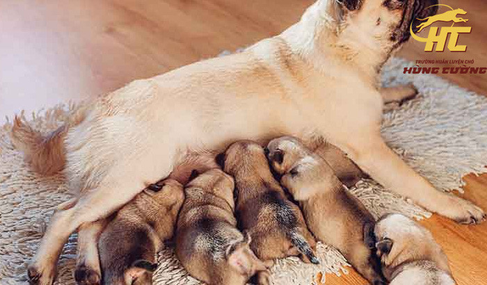 Chăm sóc Pug con với mục đích sinh sản