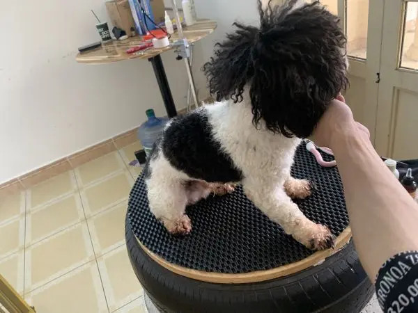 Chăm sóc và spa chó mèo Đà Lạt tại Mini Pet Spa, đảm bảo sạch sẽ và an toàn.