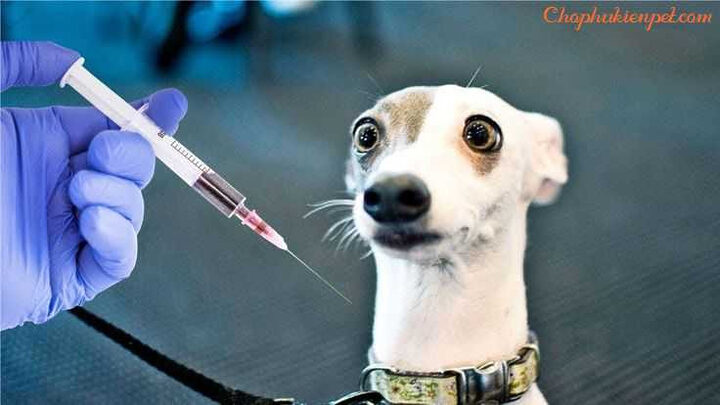 Chăm sóc và tăng cường sức đề kháng khi chó bị vàng da