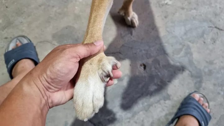 Chân chó có 6 ngón chân sau với ngón huyền đề rõ ràng
