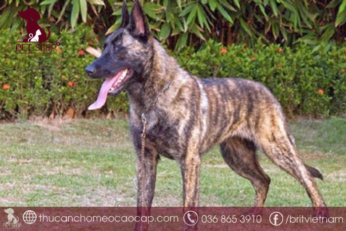 Chân dung chó Becgie Hà Lan với tai dựng, mõm dài, thể hiện sự nhanh nhẹn