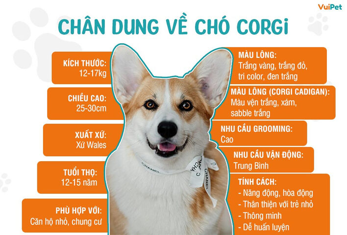 Giống chó Nhật chân ngắn: Đặc điểm, cách nuôi và giá chi tiết