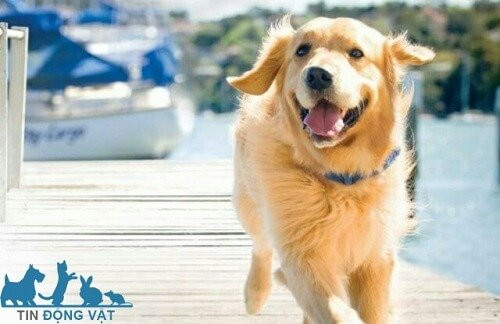 Chân dung chó Golden Retriever với khuôn mặt thân thiện, đáng yêu, minh họa đặc điểm tinh anh.